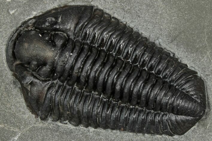 Calymene Niagarensis Trilobite Fossil - New York #357090